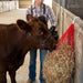 Jeffers Slow Feed 2" x 2" Nylon Hay Net for Horses - XQEG - Red - 2" x 2" - 1 - 8