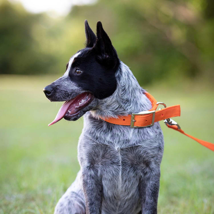 Jeffers Solid Web Nylon Dog Collar - SS5R - 5/8"W x 10"L - Pumpkin - 10