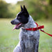 Jeffers Solid Web Nylon Dog Collar - SSWB - 5/8"W x 10"L - Red - 22
