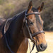 Jeffers Uniquely English "Hampton" Leather Hunter Bridle for Horses - JEF13X - Havana - Cob - 1 - 5
