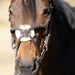 Jeffers Uniquely English Hickstead Figure - 8 Bridle with Web Reins for Horses - JEF01B - Havana - Cob - 1 - 7