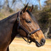 Jeffers Versailles Triple Stitched Adjustable Leather Halter for Horses, Havana - JEF15W - Cob - Havana - 1 - 3
