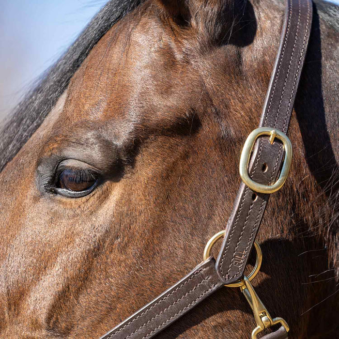 Jeffers Versailles Triple Stitched Adjustable Leather Halter for Horses, Havana - JEF15W - Cob - Havana - 1 - 7