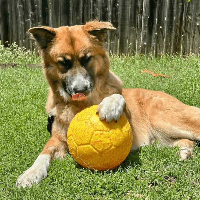 Jolly Soccer Ball for Dogs – Durable, Floating, Puncture - Resistant, Fetch Toy, Made in USA - H7XS - Limited Edition - Sunshine (Yellow/Orange) - 6" - Coconut - 3