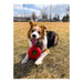 Jolly Teaser Ball Dog Toy – Interactive Ball - in - a - Ball, Floating, Durable Chase & Treat Toy - H7TC - Red - 4.5" - 2