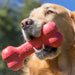 KONG Goodie Bone Md Color Red