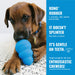 KONG Puppy Goodie Bone Md Color Blue Pink
