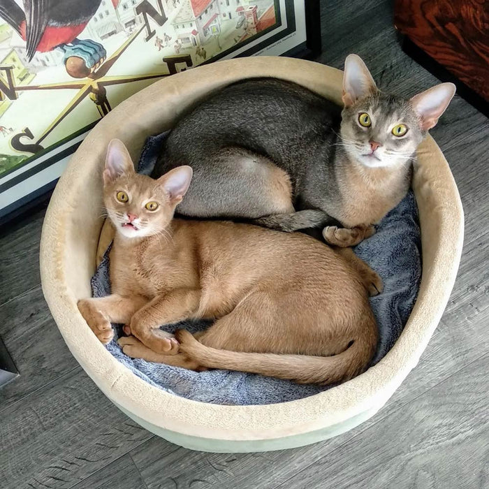 K&H Pet Products Thermo - Kitty Bed Indoor Heated Cat Bed – Safe, Energy Efficient & Washable - PCT8 - Sage - Small - 16"D - 11