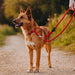 Heavy Duty Dog Leash in Assorted Colors Color Assorted