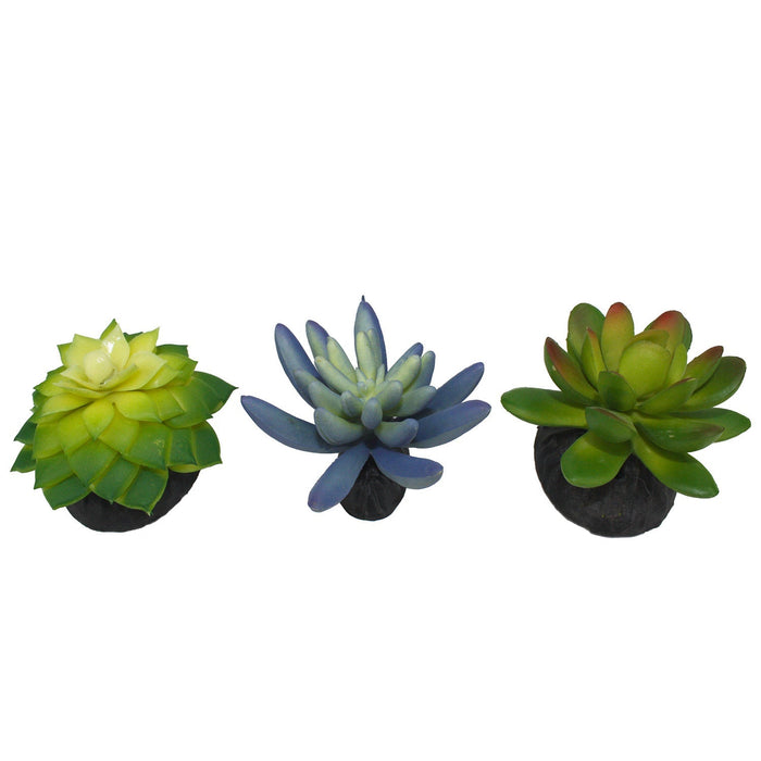 Komodo Succulent, 3 pk - MR1DT - Blue/Green - 3pk - 2