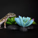 Komodo Succulent, 3 pk - MR1DT - Blue/Green - 3pk - 4