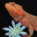 Komodo Succulent, 3 pk - MR1DT - Blue/Green - 3pk - 3