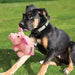 KONG Phatz Pig Plush Dog Toy with Low - Tone Squeaker - K9AD8 - Pink - Small - 1 ct - 7