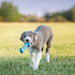KONG Puppy Goodie Bone Treat Dispensing Dog Chew Toy – Soft Rubber Teething Toy for Puppies - K9ADF - Assorted Pink or Blue - Medium - 1 ct - 8