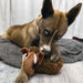 KONG Toughz Squeaky Plush Dog Toy – Medium, Durable & Soft - K9ABQ - Mammoth - Medium - 1 ct - 7