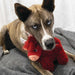 KONG Toughz Squeaky Plush Dog Toy – Medium, Durable & Soft - K9ABR - Highland Cow - Medium - 1 ct - 13