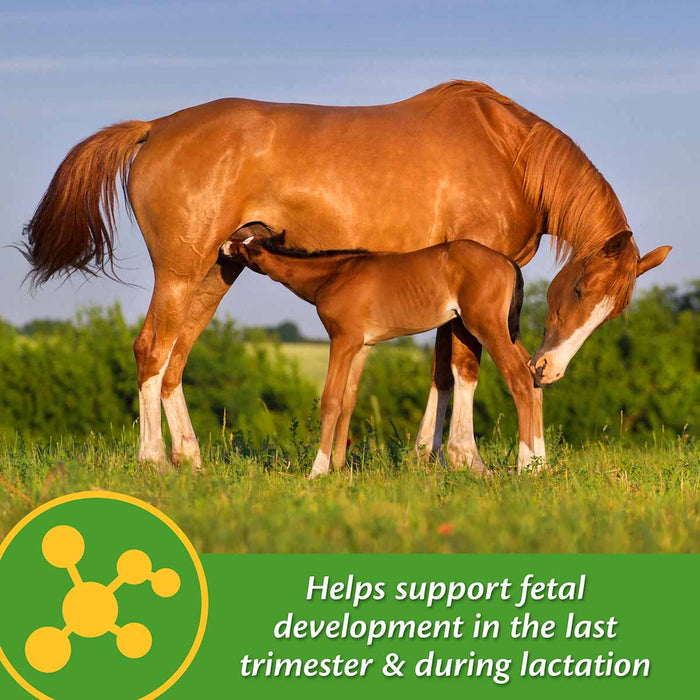 Mare Plus Gestation and Lactation Supplement - FAMT - 7.5 lb Mare Plus Gestation and Lactation Supplement - 13