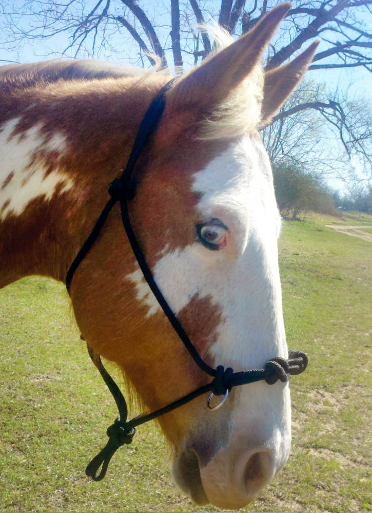 Side Pull Rope Horse Halter by Mustang Mfg. — Lambert Vet Supplies
