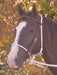 Mustang Breaking Hackamore Bridle, Nylon - 121HR - 1