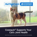 Nutramax Cosequin Joint Health with With Glucosamine and Chondroitin Supplement for Cats, 80 Capsules - 015NM-CAT80 - 80 Capsules - 1 ct - 3