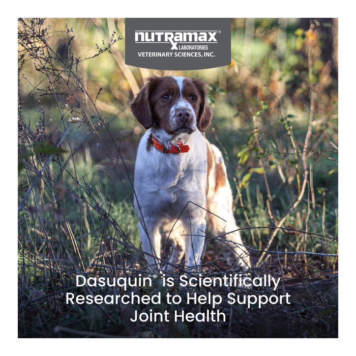 Nutramax Dasuquin Joint Supplement for Dogs (with Glucosamine, Plus Chondroitin, ASU, MSM & More) - 015NM02-M150 - Small/Medium - Under 60 lbs - 150 ct - 12