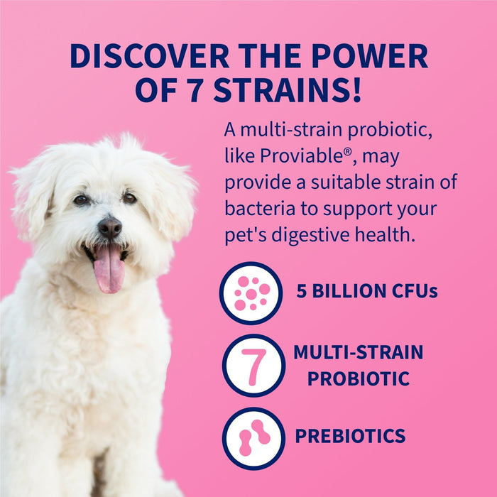 Nutramax Proviable - DC Capsules for Dogs & Cats - 015NM-80 - 80 ct - Single Pack - 15