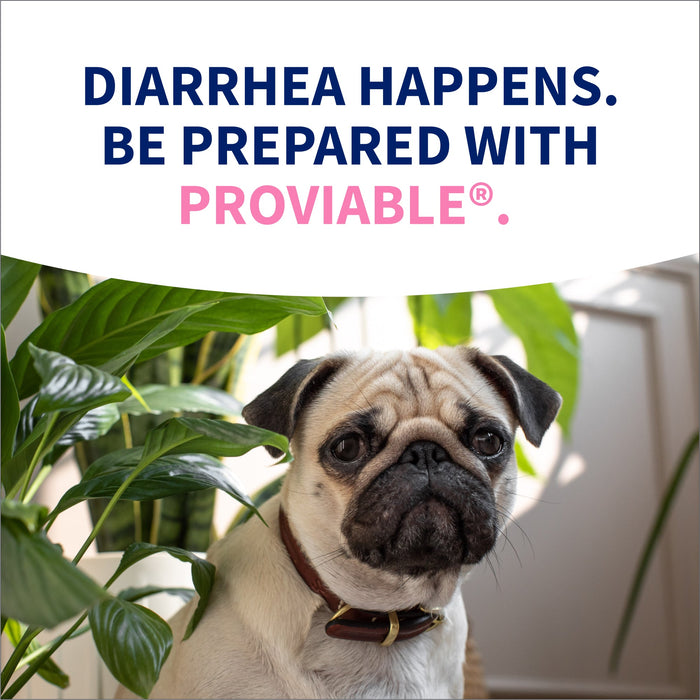 Nutramax Proviable - KP/DC Kit for Dogs and Cats, 10 Capsules - 015NM-30ML - Medium/Large Dogs - 30 mL Paste - 1 ct - 25