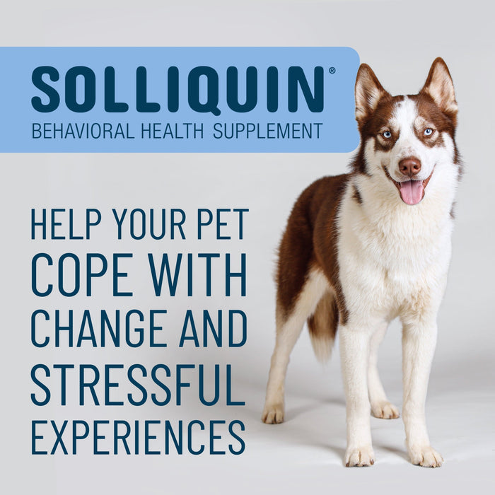 Nutramax Solliquin Soft Chews, 75 ct - 015NM-3000230 - Single Pack - Large Dog - 17