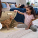 Oasis Disposable Pet Carrier - 010AHS-PET-PC-1 - Small - 10" L x 11.75 "H x 5.5" W - Single - White - 6