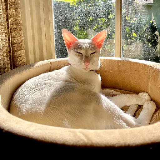 K&H Pet Products Thermo-Kitty Bed Indoor Heated Cat Bed Color Brown