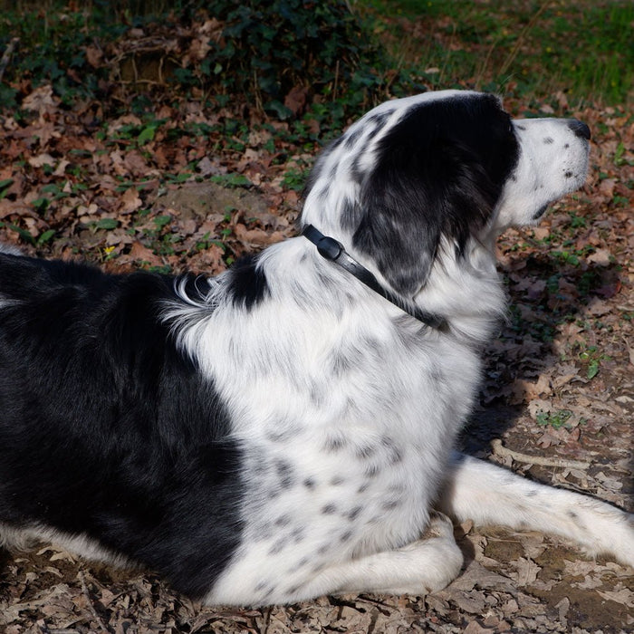 Plant - Based Mobility Collar for Dogs - Helps Joint Flexibility & Inflammation - 7VWV - 8