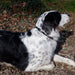 Plant - Based Mobility Collar for Dogs - Helps Joint Flexibility & Inflammation - 7VWV - 8