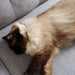 Plant - Based Natural Calming Collar for Cats - 7VWU - 7