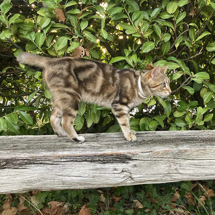 Plant - Based Natural Calming Collar for Cats - 7VWU - 9