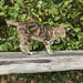 Plant - Based Natural Calming Collar for Cats - 7VWU - 9