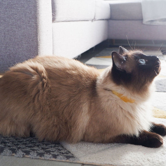 Plant - Based Natural Flea & Tick Cat Collar - 7VW7 - 8