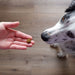 Plant - Based Skin & Coat Soft Chews for Dogs, 90 ct - 7VXT - 8