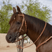 Professional's Choice Buckstitch Harness Leather Browband Headstall - PL14GH - 4