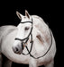 Rambo 2.0 Micklem Competition Leather Horse Bridle with Reins - FO505 - Black - Cob - 7