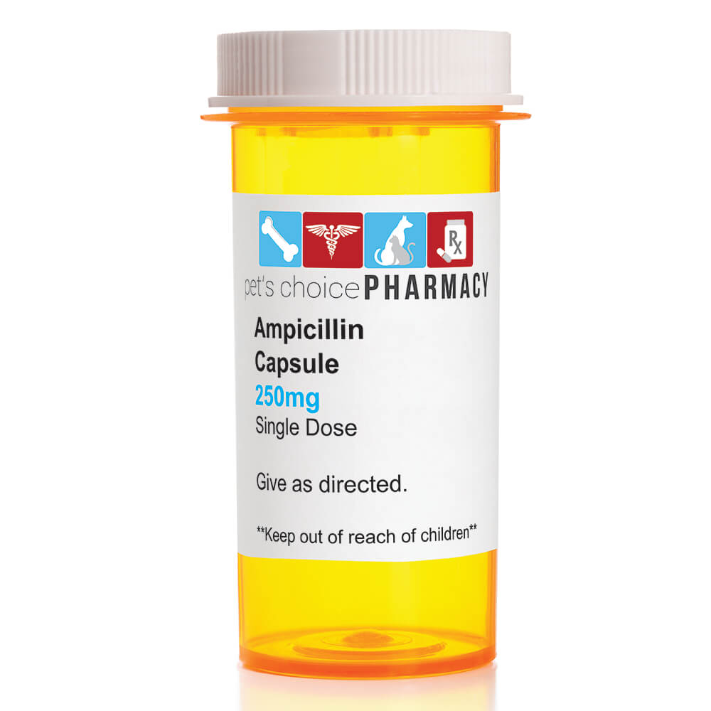 Rx Ampicillin Capsule for Dogs, Cats & Horses, 100 Capsules — Lambert