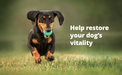 Rx Vetoryl (trilostane) Capsules for Dogs - 012DV833-20 - 20 mg - 30 capsules - 17