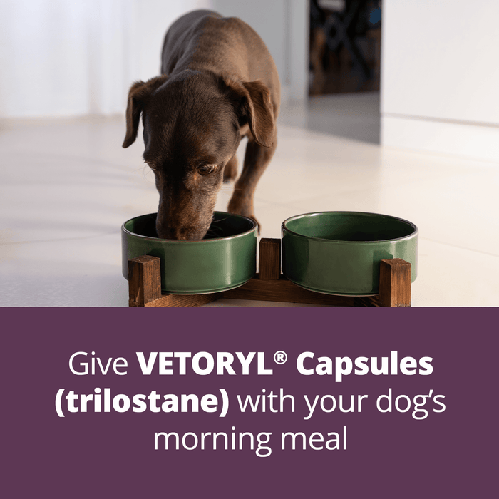 Rx Vetoryl (trilostane) Capsules for Dogs - 012DV833-20 - 20 mg - 30 capsules - 19