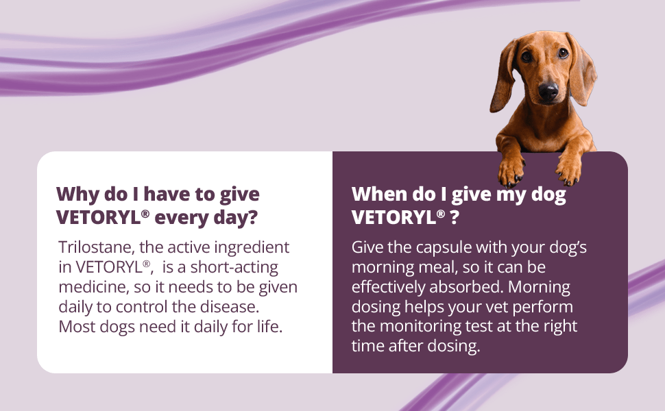 Rx Vetoryl (trilostane) Capsules for Dogs - 012DV833-20 - 20 mg - 30 capsules - 16