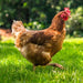 Safe - Guard AquaSol Dewormer for Backyard Chickens, 3ml - I6W4 - 3mL - 1 ct - 8