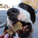 Sweet Potato Bones Dog Treats – All Natural, Limited Ingredient, Oven - Baked, Made in USA - GFFD - Cheese and Sweet Potato - 8 oz - 19