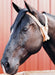 The Original Miracle Cribbing Collar, Average - W2A7 - Average - 1