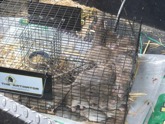 Retinator The Ratinator Humane Live Trap by Rugged Ranch — Lambert Vet Supplies