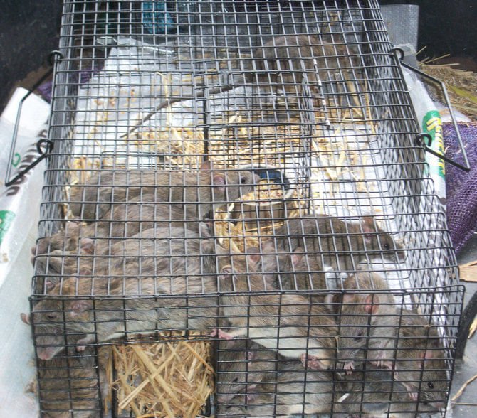 Retinator The Ratinator Humane Live Trap by Rugged Ranch — Lambert Vet Supplies