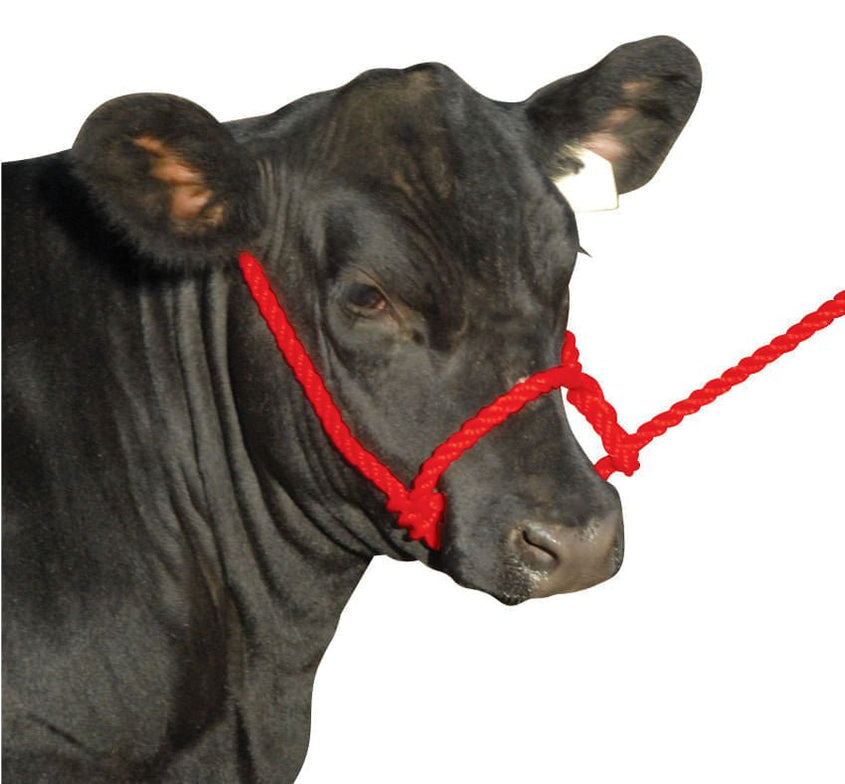 Poly Rope Cow Halters with Lead, 7' — Lambert Vet Supplies