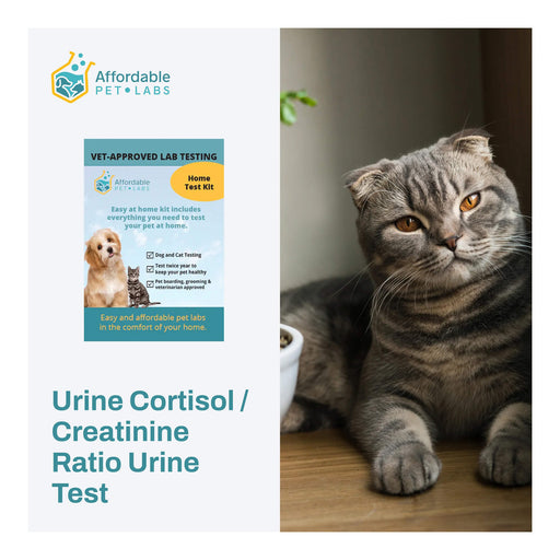 Urine Cortisol / Creatinine Ratio Urine Test For Cats, Easy Home Kit - AF216 - 1
